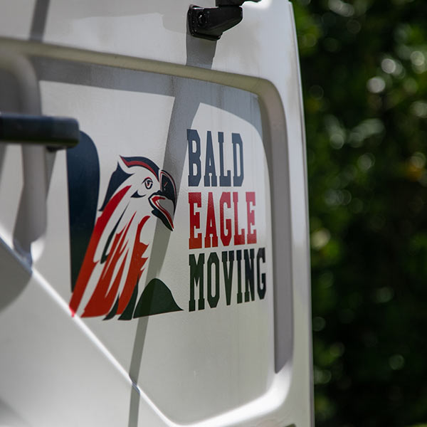 Bald Eagle Moving